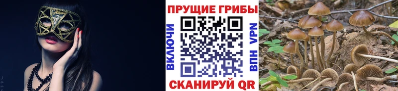 Псилоцибиновые грибы MAGIC MUSHROOMS  где найти наркотики  Дальнегорск 